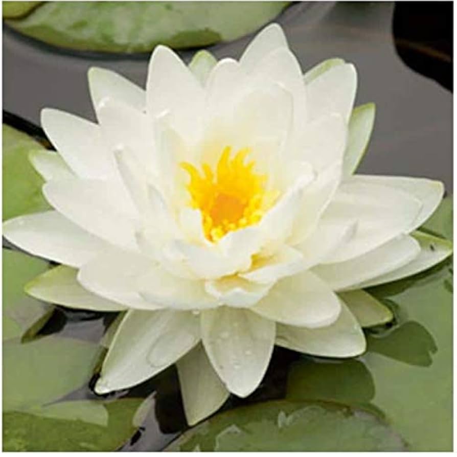 stina スティナ Water lily ultramarine blue stina スティナ Water lily ultramarine blue Blue Star of Siam
